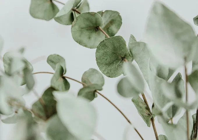 Inspiriert von der Natur – Schmuck mit Bewusstsein für Materialien und Herkunft.